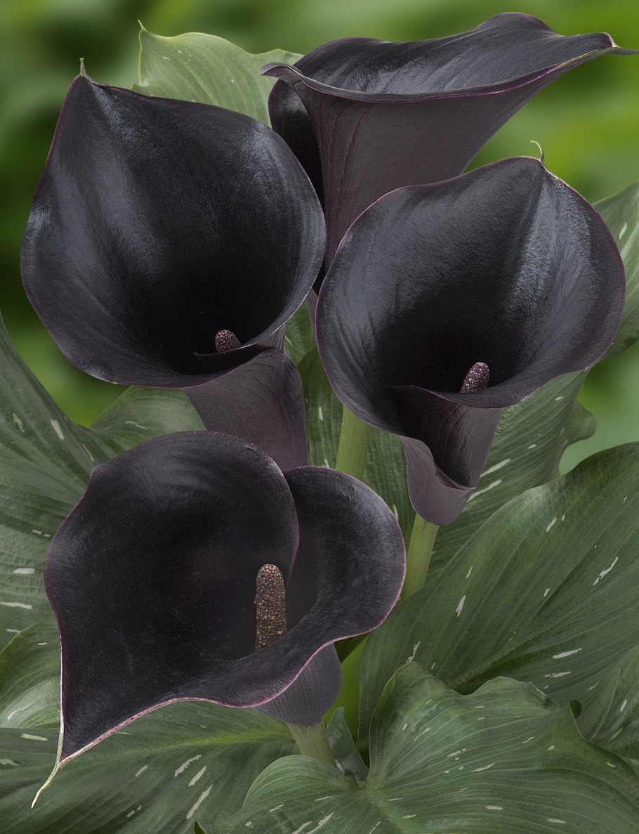 Антуриум Black Queen