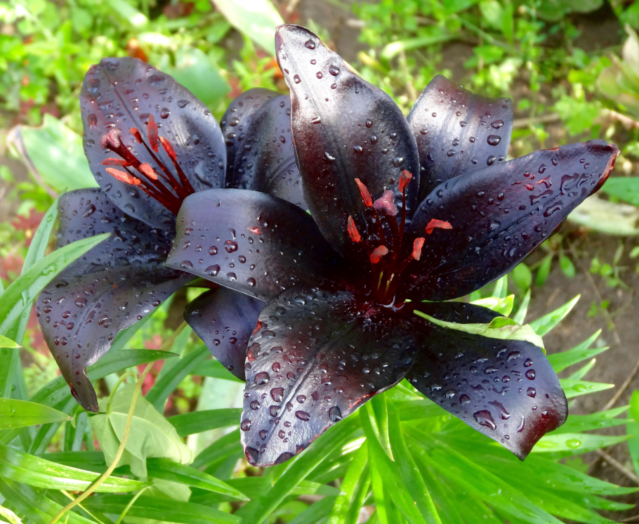 Адениум Обесум Black Rose