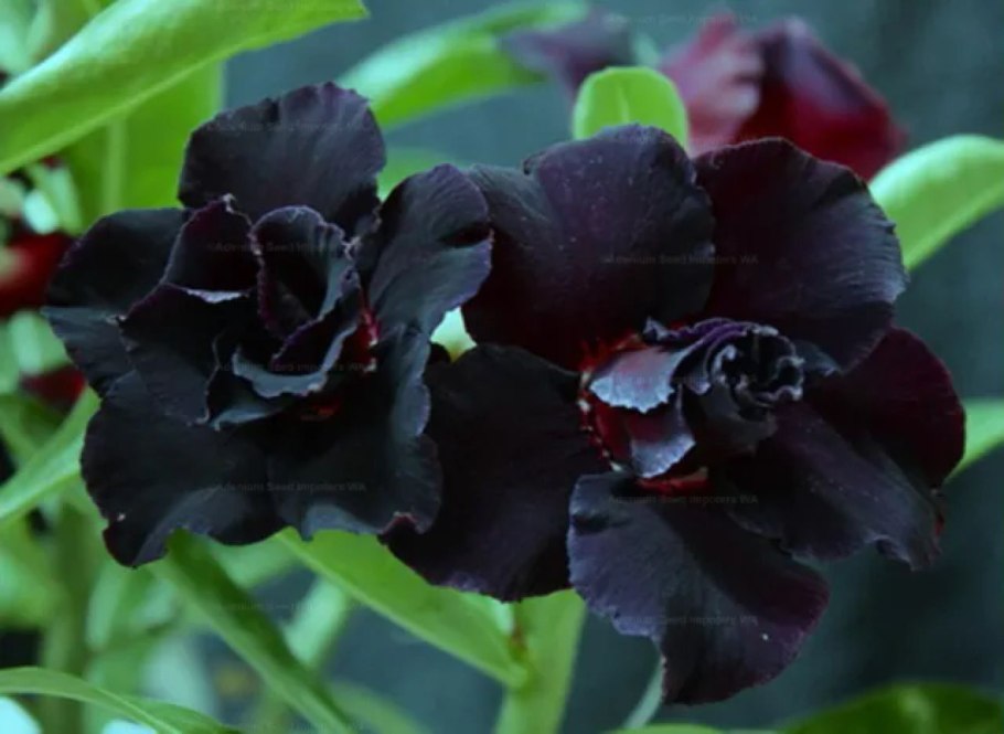 Виола Виттрока черный Кристалл