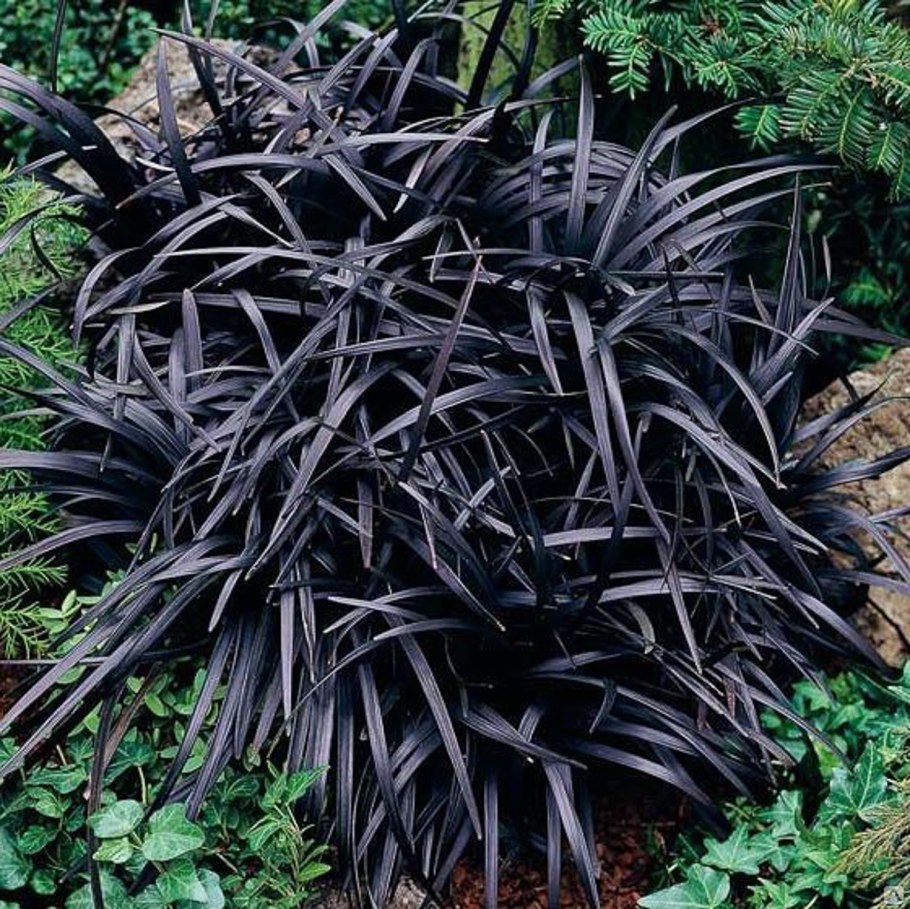 Лилия Блэк Мэджик