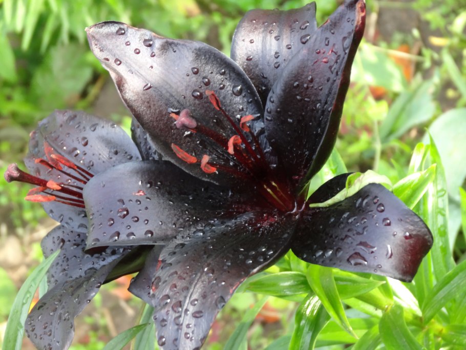 Турецкие розы Халфети