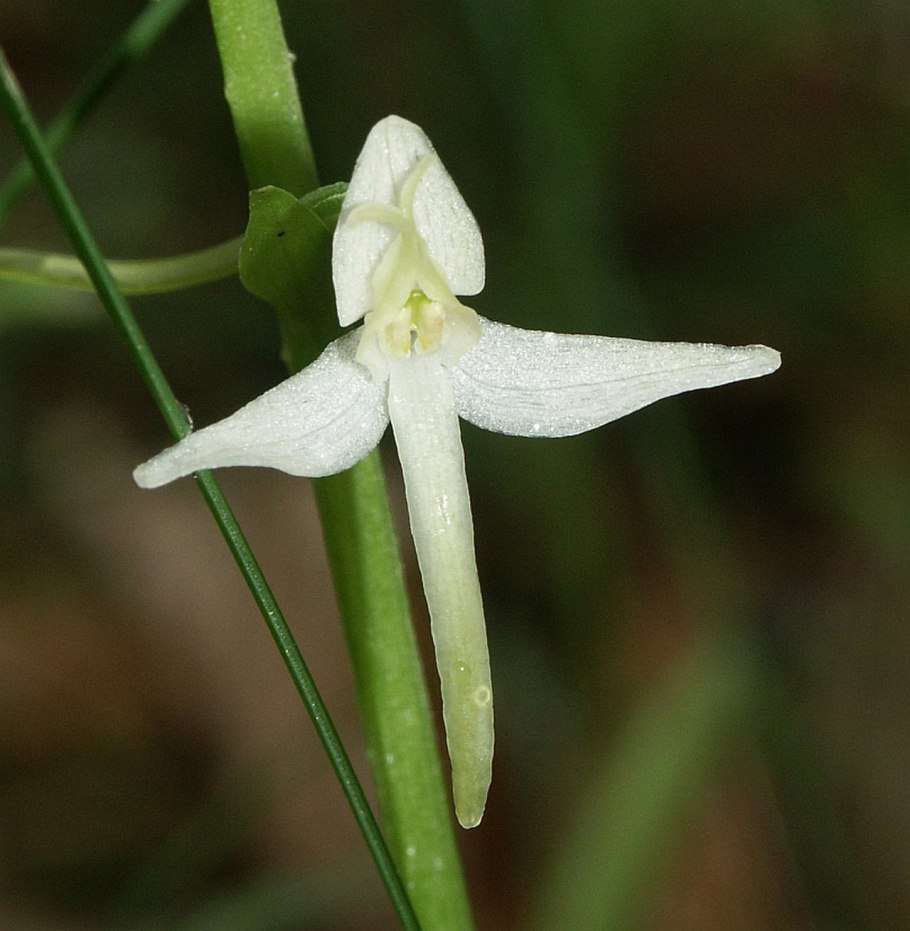 Platanthera chlorantha