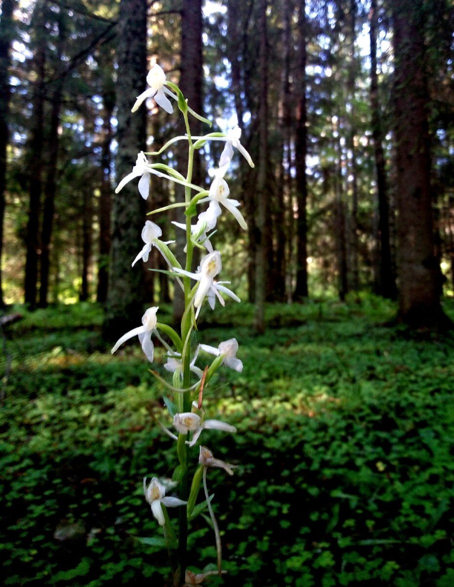 Орхидея гнездовка