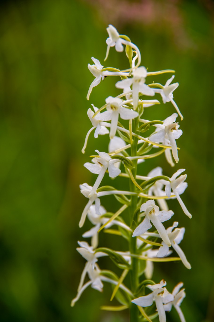 Любка двулистная