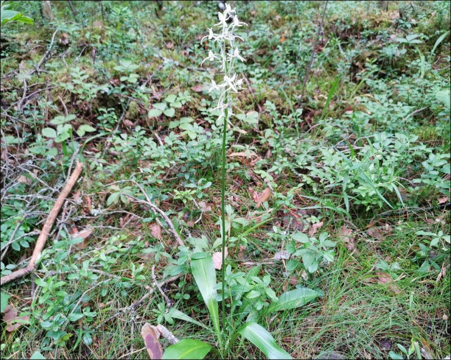 Любка двулистная (Platanthera bifolia)