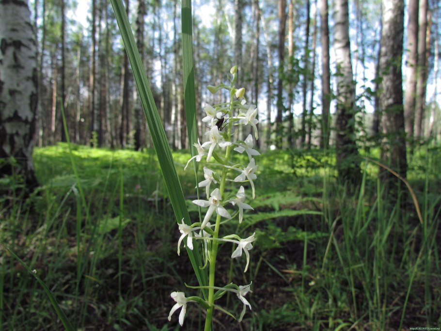 Любка двулистная (Platanthera bifolia)