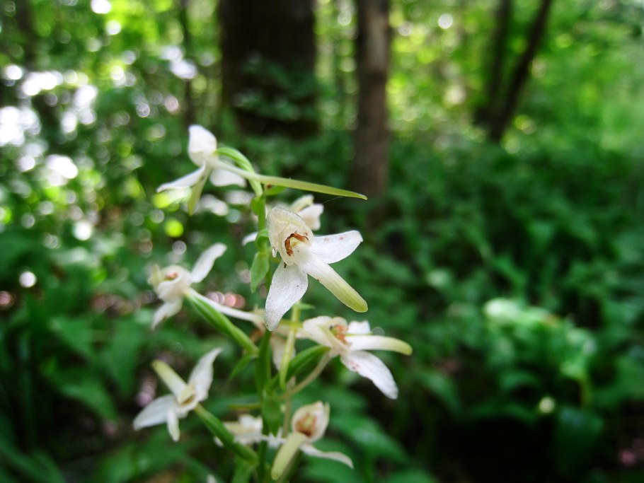 Любка двулистная