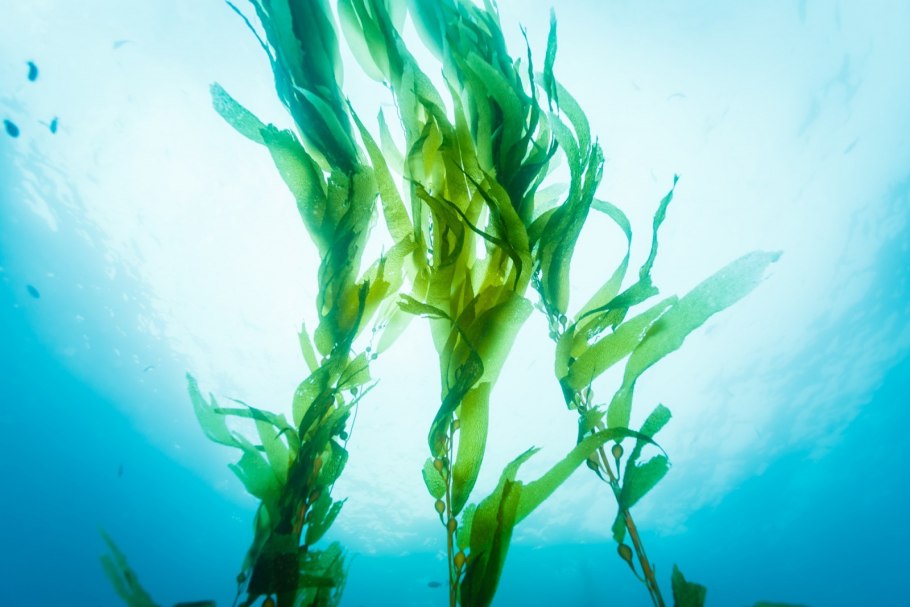 Spirulina SP. – Спирулина