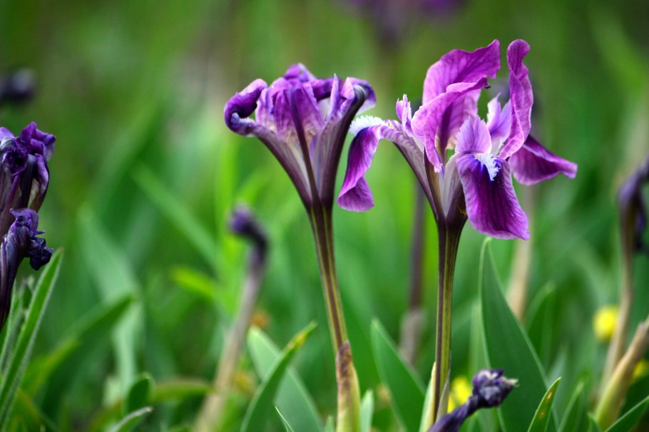 Касатик кожистый