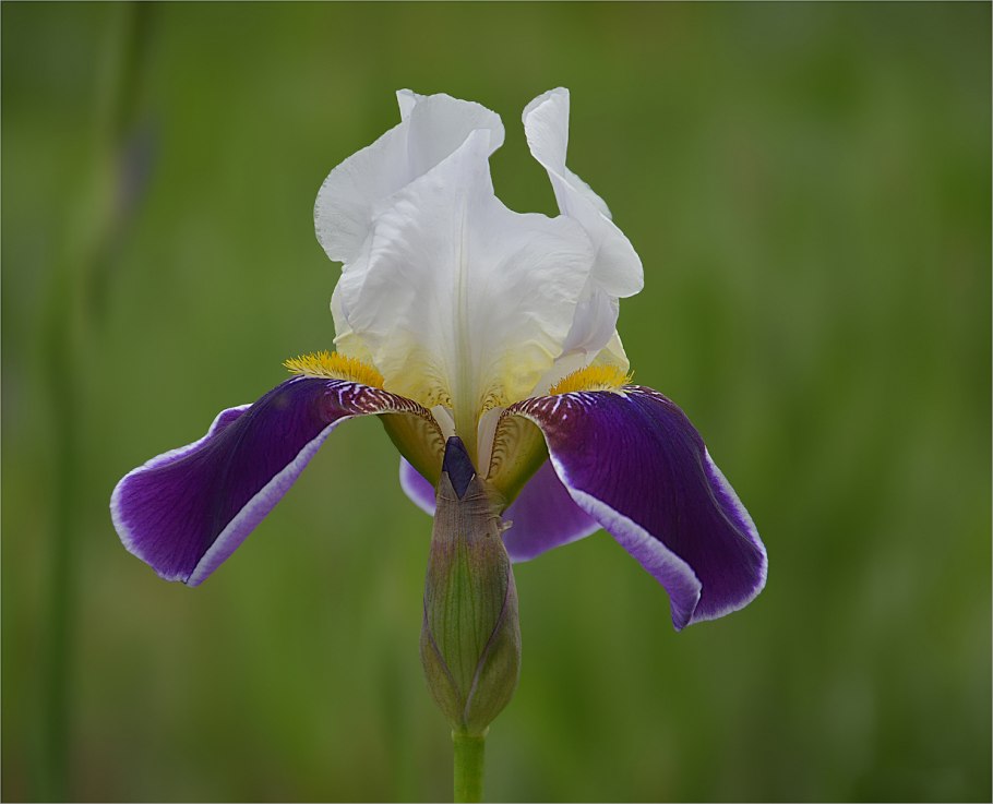 Ирис Касатик карликовый