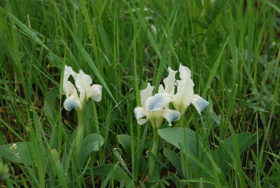 Ирис Степной