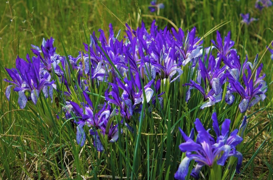 Касатик приземистый