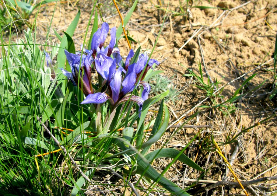 Ирис Альберта (Iris albertii).
