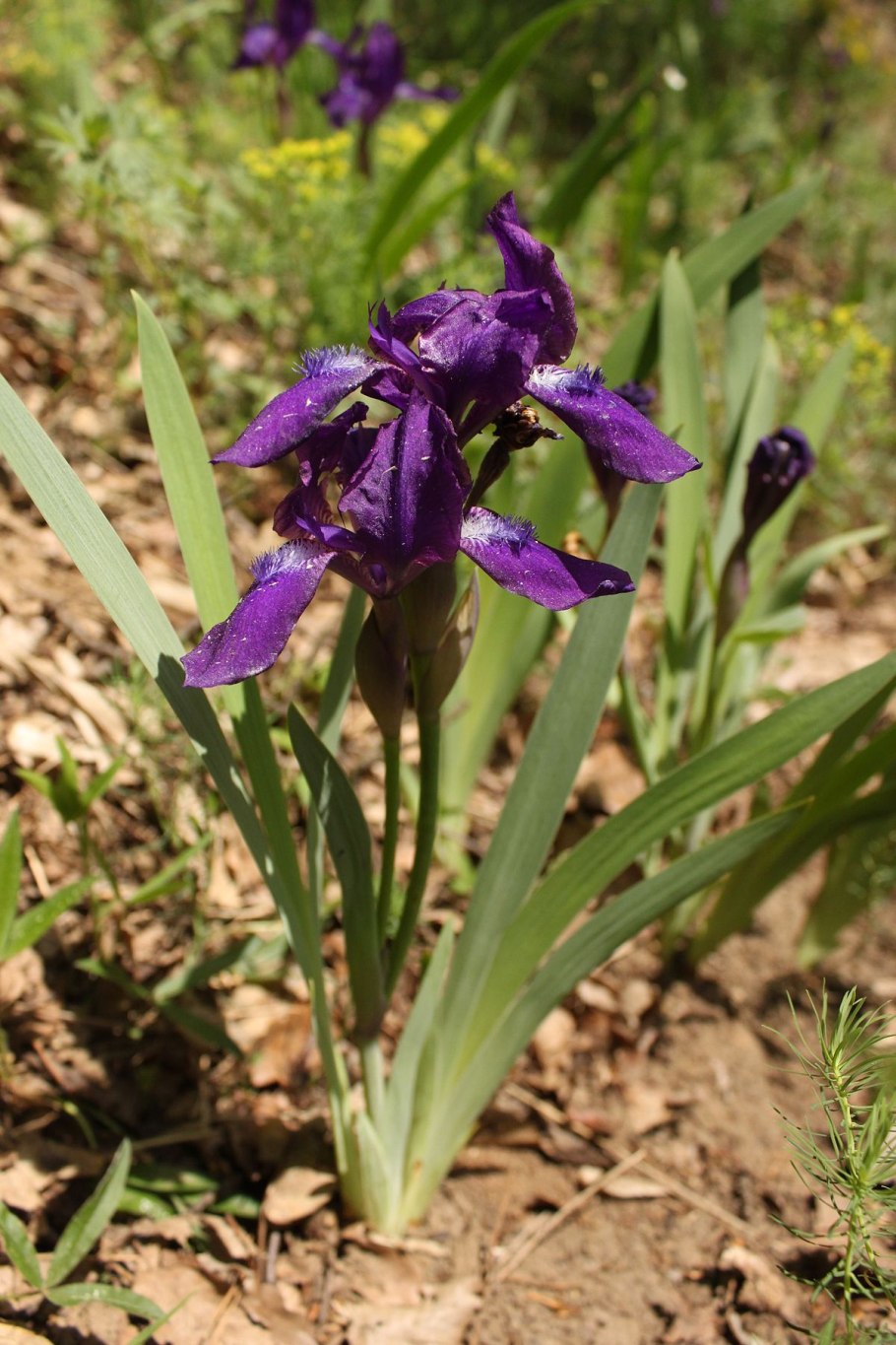 Ирис безлистный