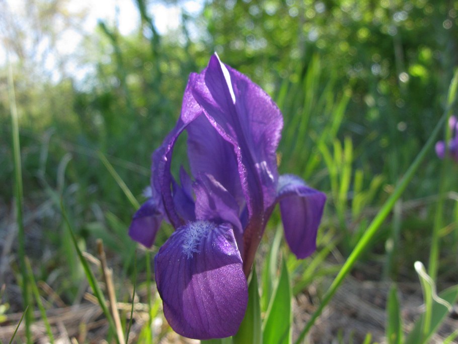 Ирис безлистный