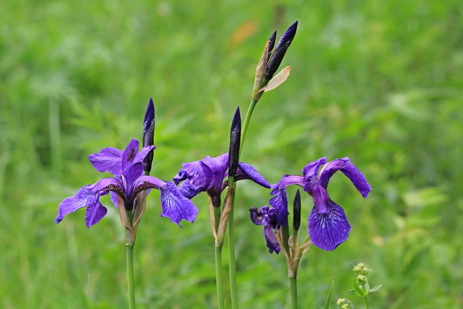 Касатик безлистный