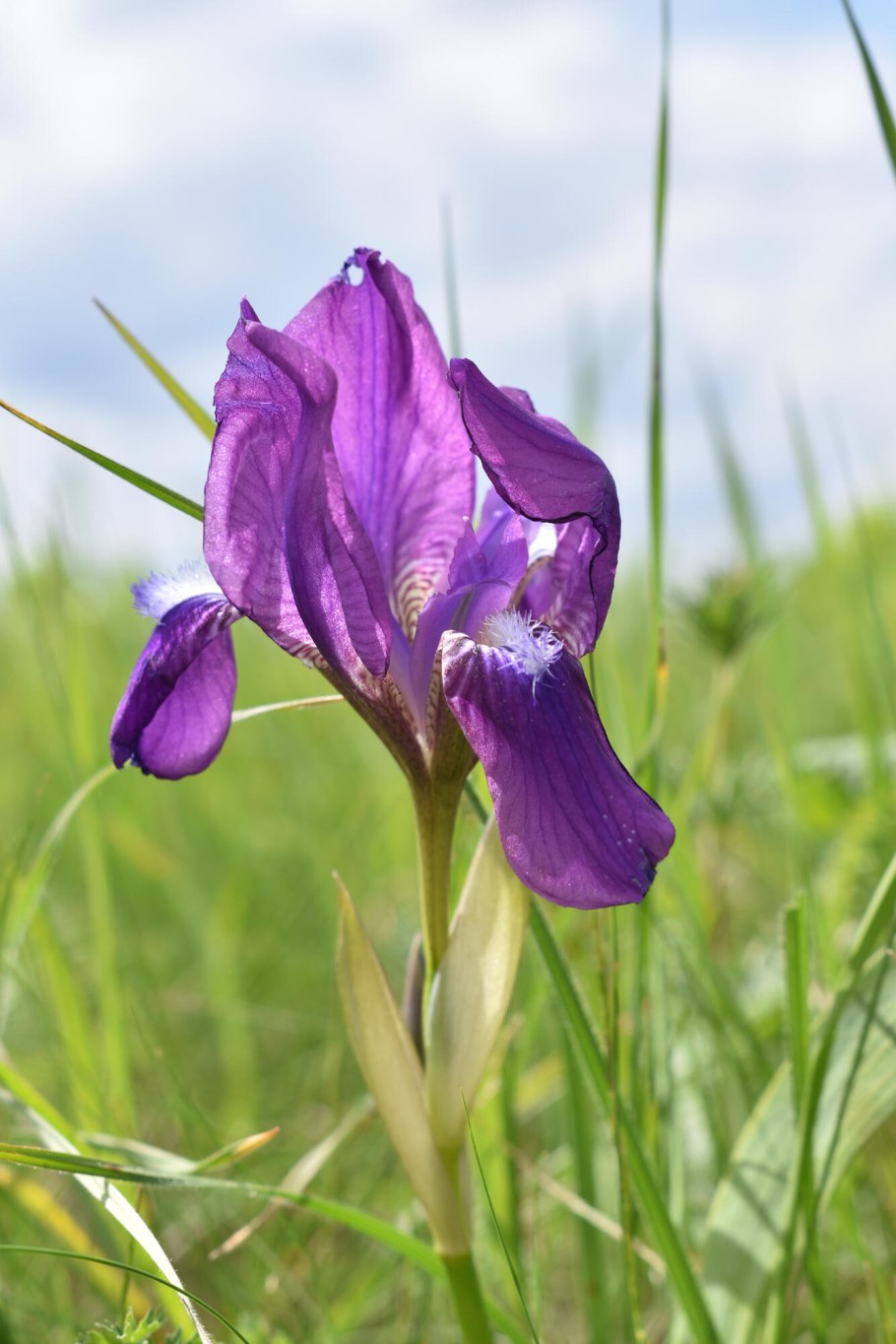 Касатик (Ирис) безлистный
