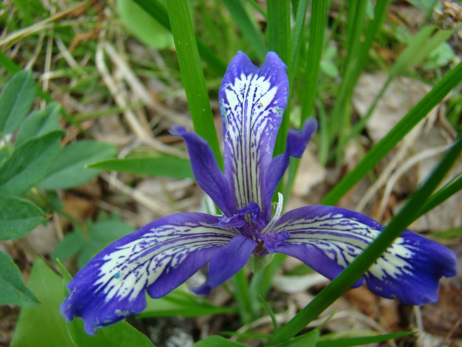 Ирис Сибирский Iris sibirica