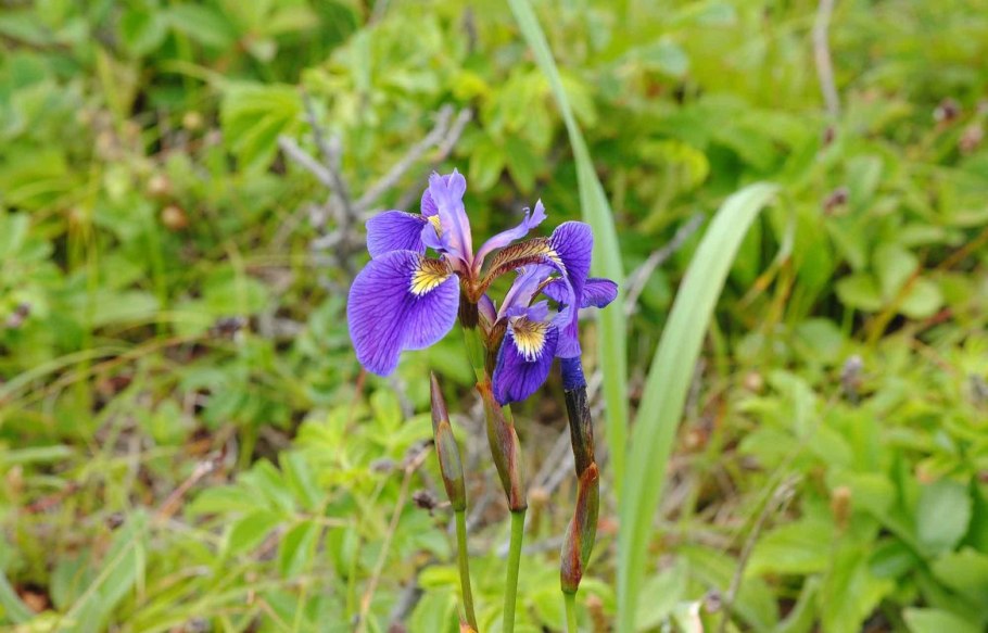 Ирис Касатик вильчатый