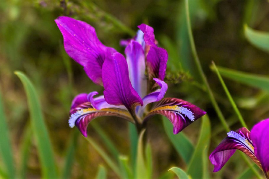 Ирис Сибирский (Iris sibirica &#96;Hubbard&#96;)
