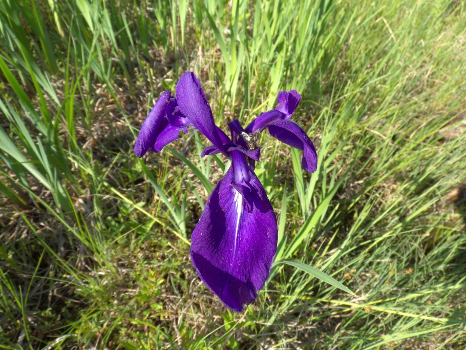 Ирис безлистный цветок