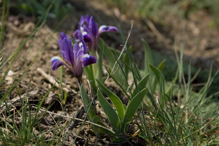Ирис Сибирский Блю Кинг