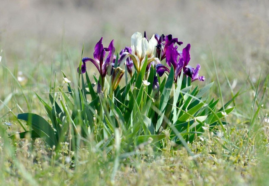 Ирис болотный желтый