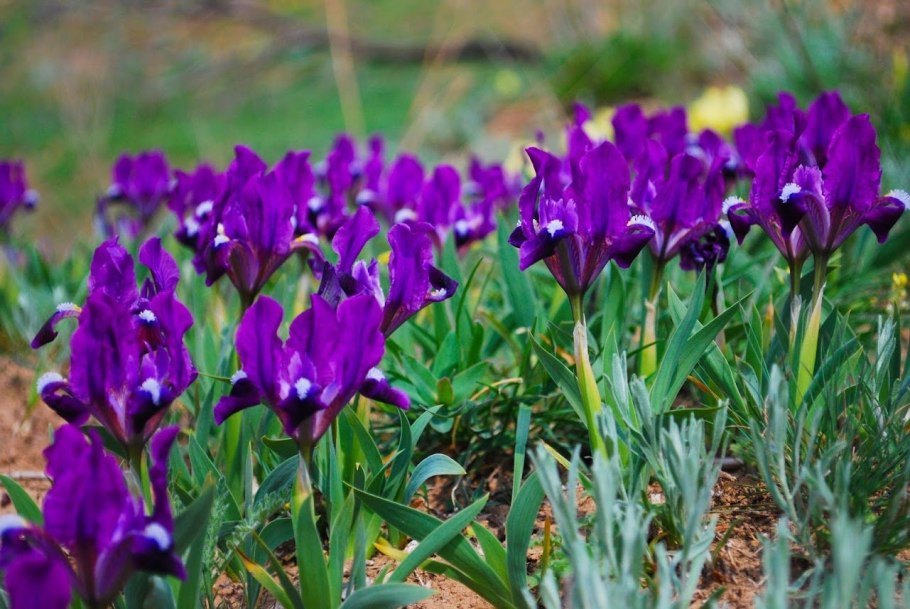 Ирисы касатики