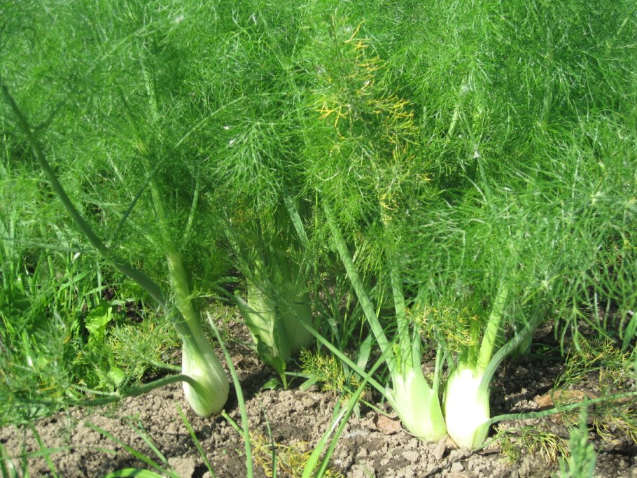 Фенхель (Foeniculum)