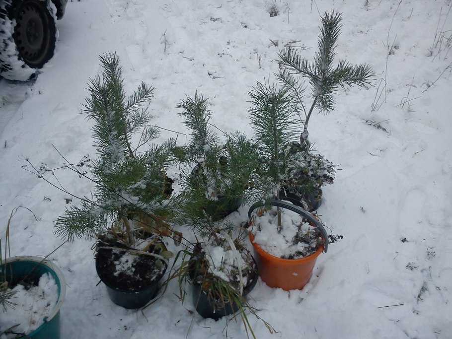 Посадка в лесу елочек