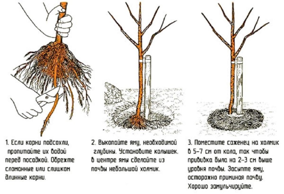 Посадка плодовых деревьев