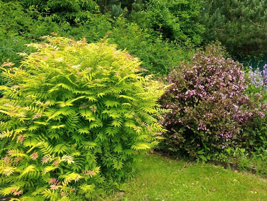 Кустарник рябинник рябинолистный