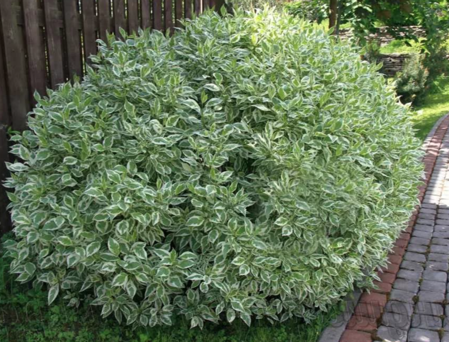 Дерен белый Элегантиссима Cornus Alba elegantissima