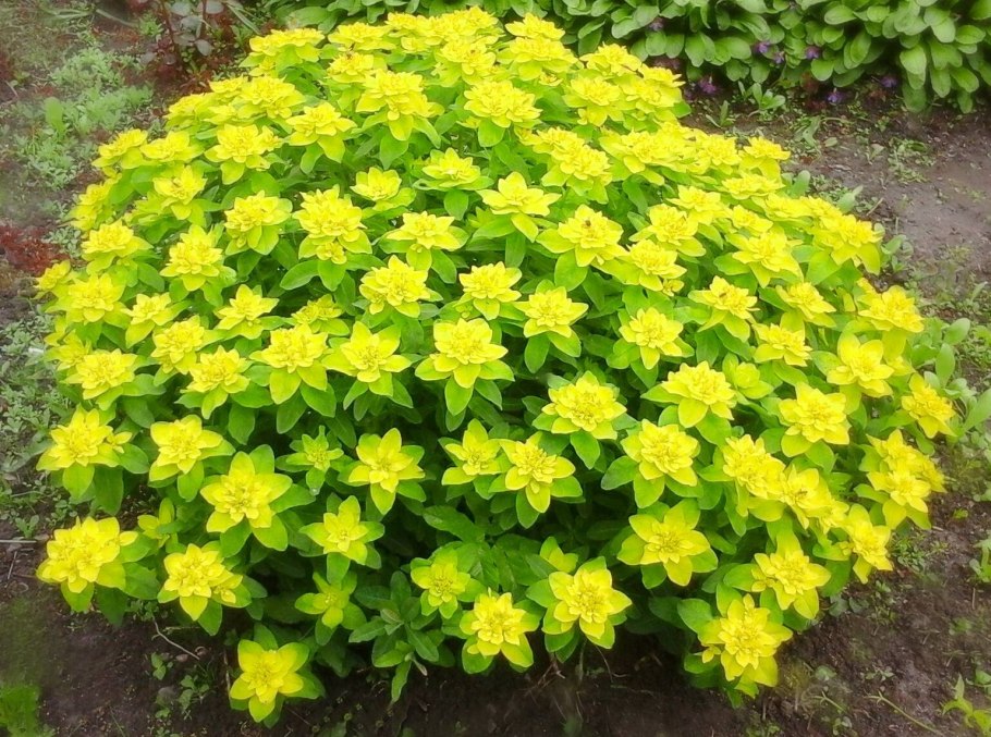 Молочай многоцветковый (Euphorbia polychroma)