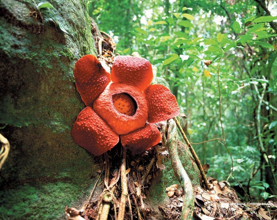 Растения Эпифиты