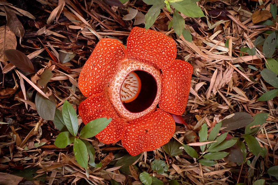 Цветок раффлезия Малайзия