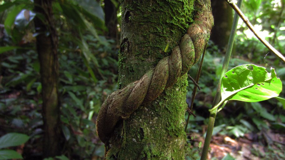 Папоротники Эпифиты Олений Рог