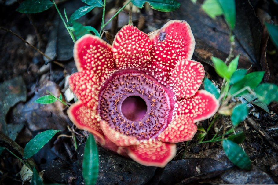 Раффлезии арнольда