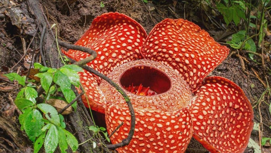 Раффлезия Арнольди