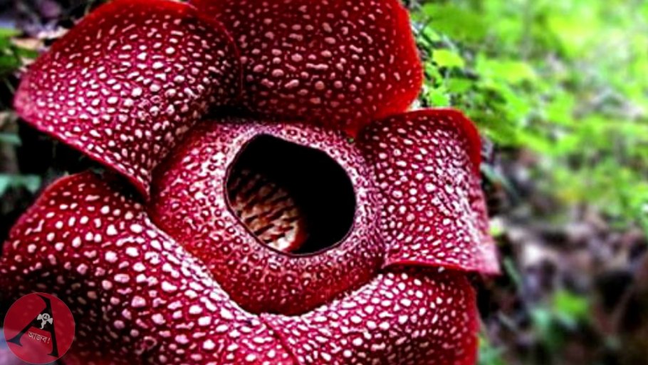 Индонезия раффлезия