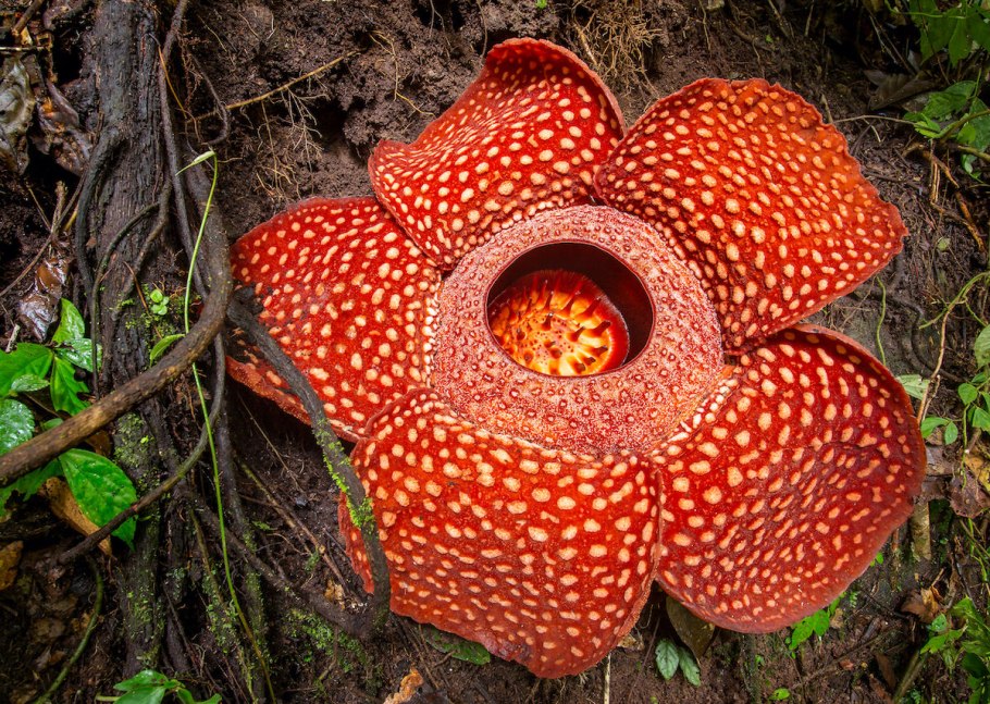 Трупная лилия (раффлезия арнольда)