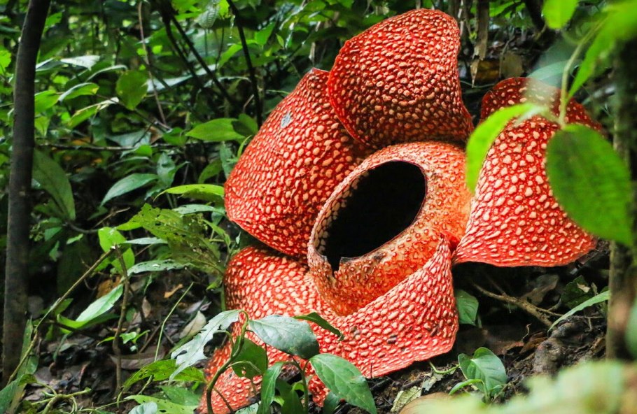 Раффлезия Арнольди (Трупная Лилия