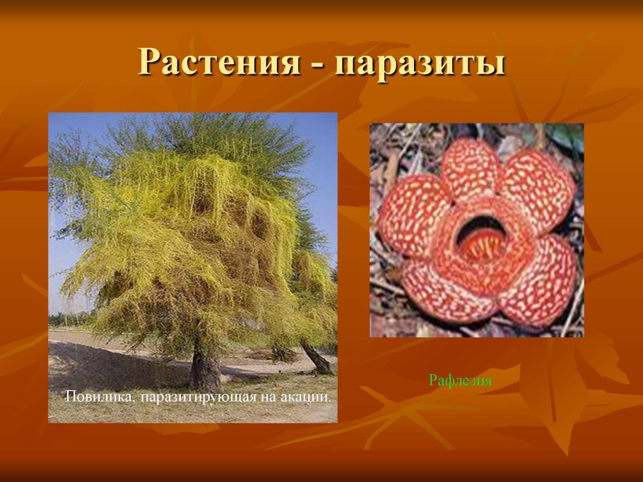 Растение раффлезия Арнольди