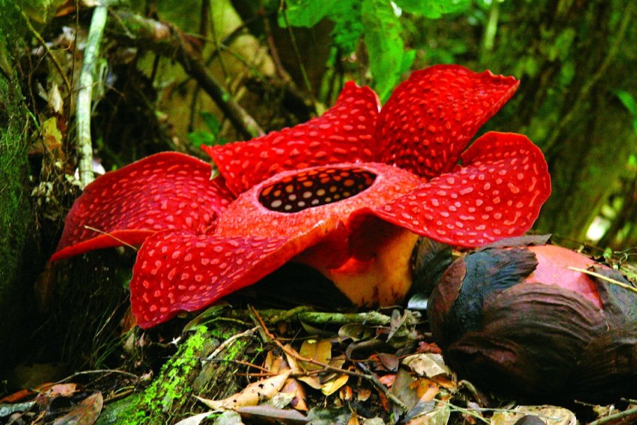 Трупная Лилия (раффлезия Арнольда)