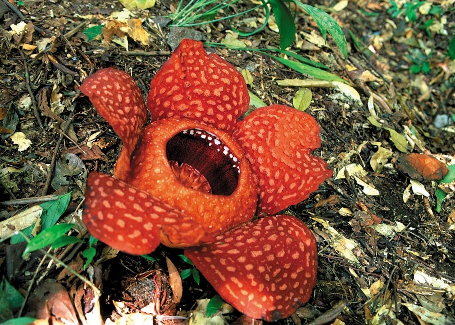 Раффлезия Арнольди