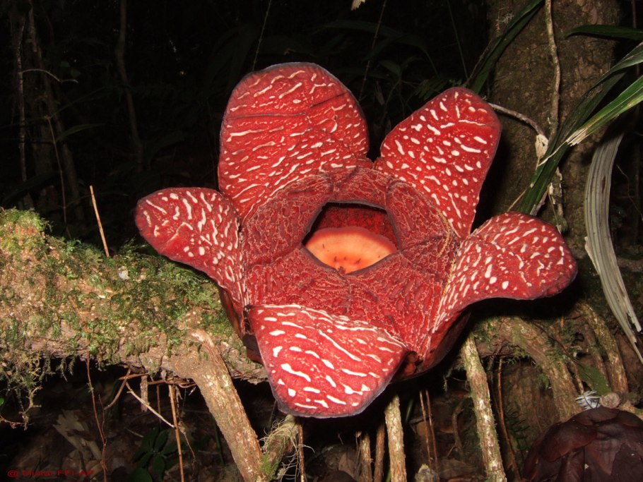 Бромелиевые Эпифиты