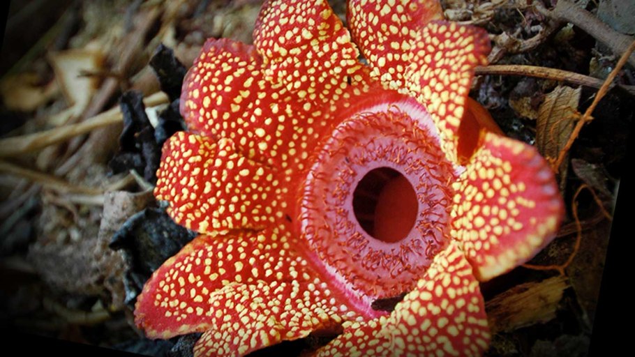 Эпифиты Южной Америки