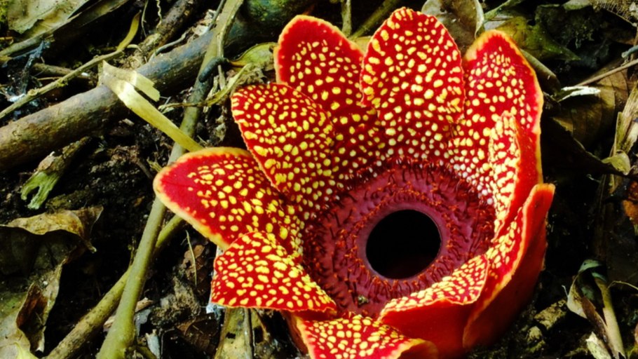 Гигантские цветы джунглей