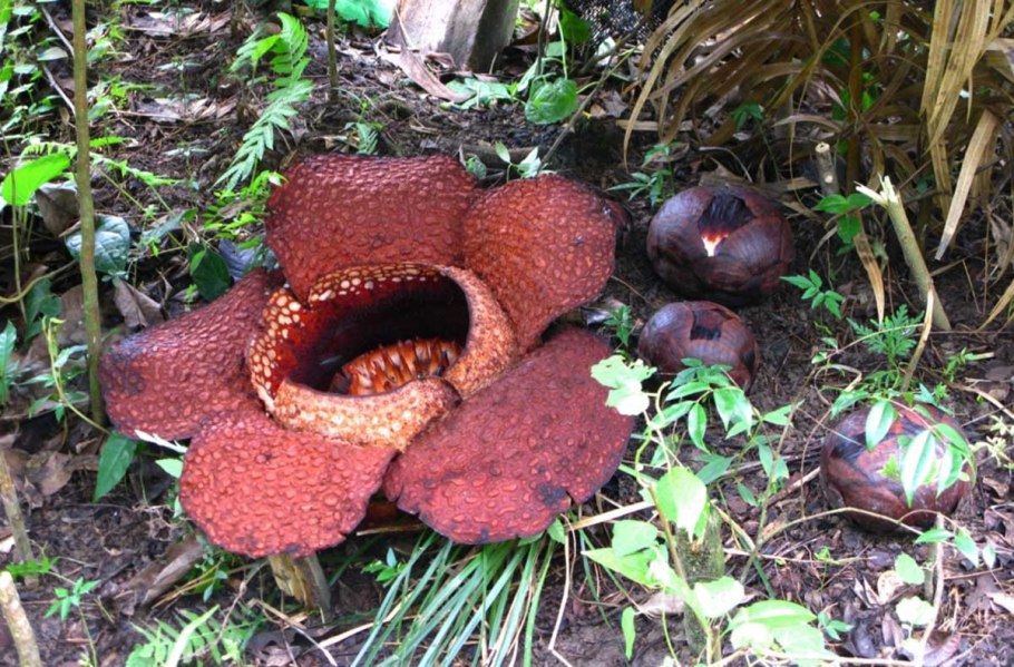 Раффлезия Арнольди