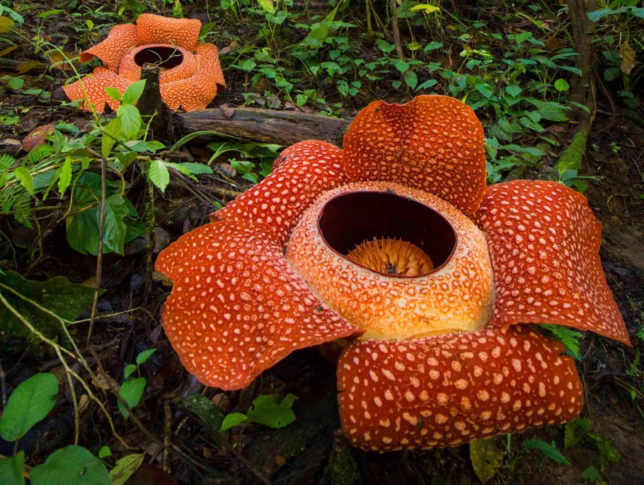 Раффлезия Арнольди Rafflesia arnoldii